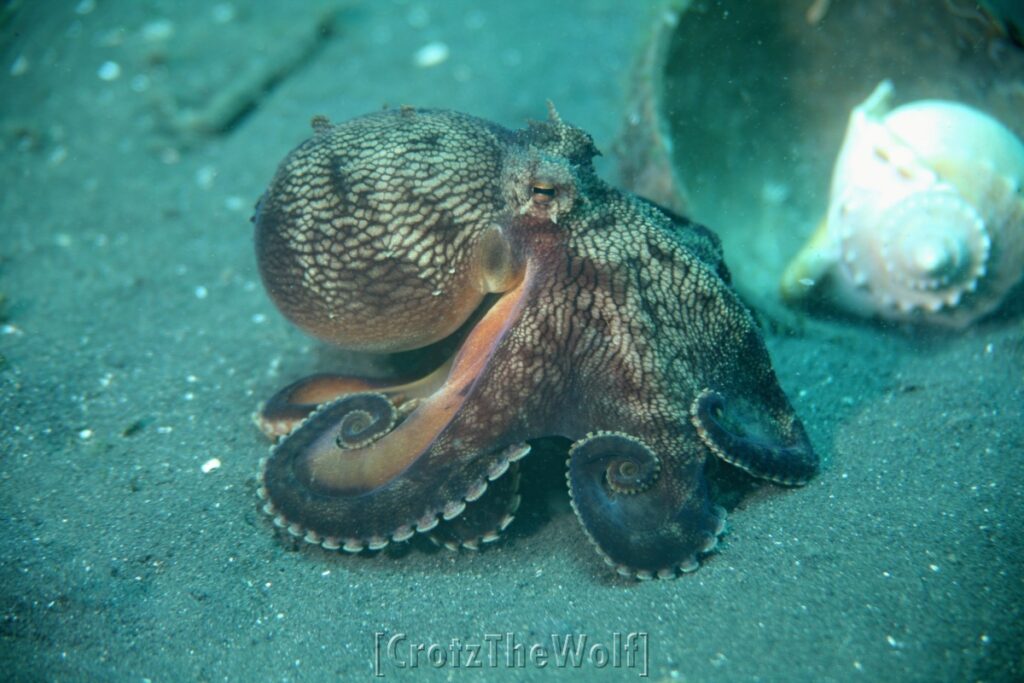 octopus