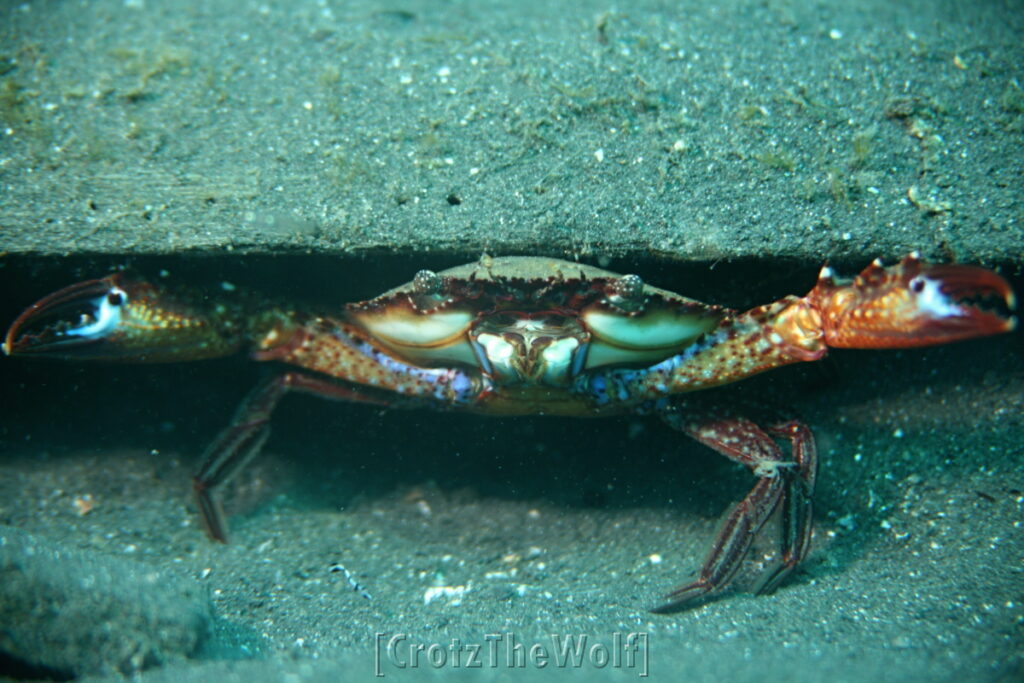 crab