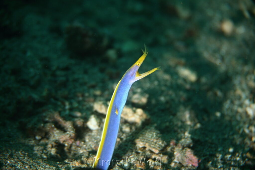 eel ribbon juvenile