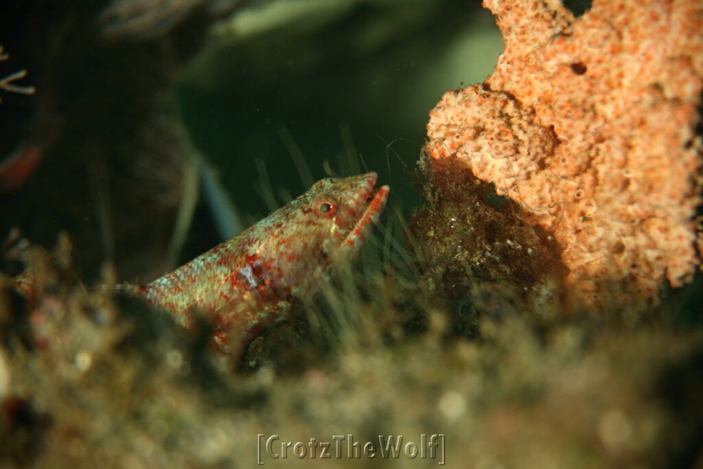 lizardfish reef