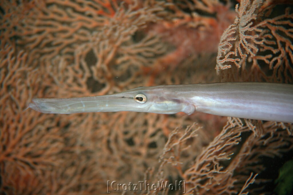 cornetfish