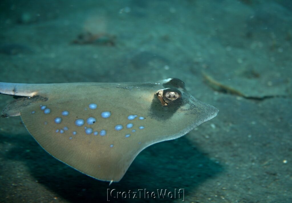 StingRay Blue Spotted Ribbontail