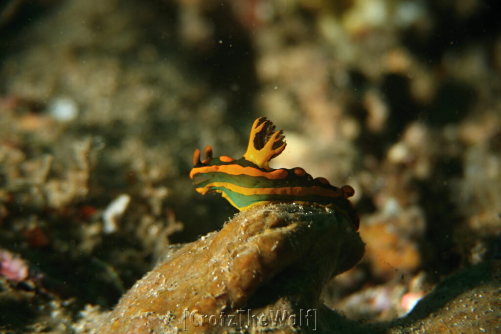 nudibranch