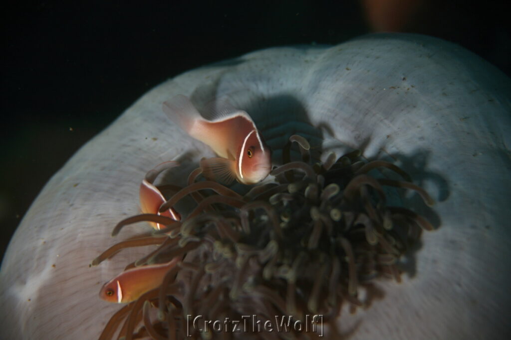 Anemonfish Pink