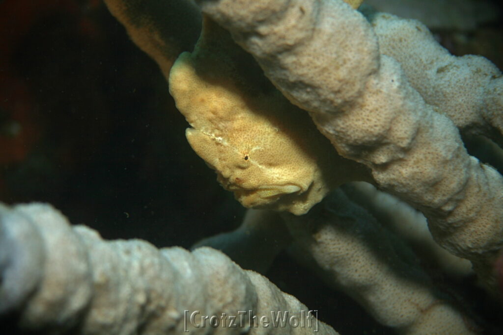 frogfish giant