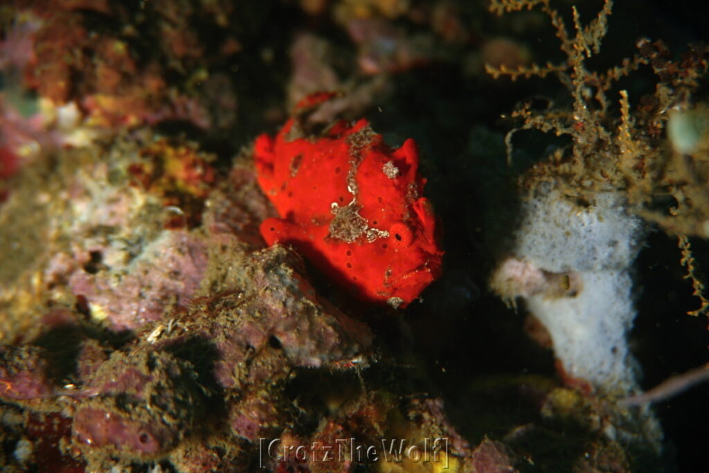 frogfish