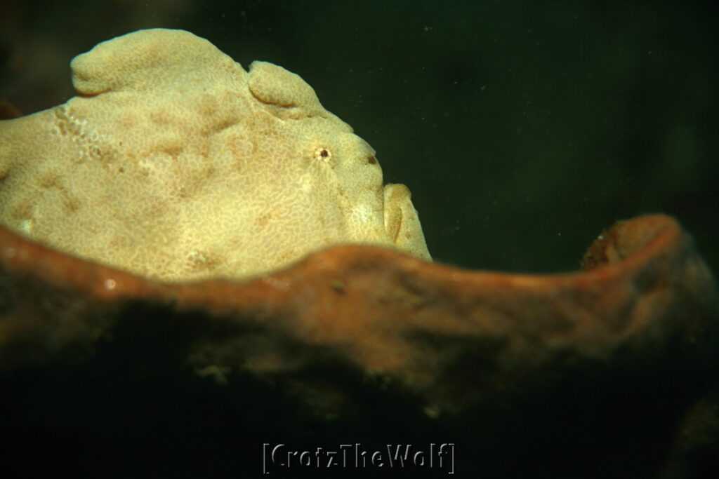 frogfish giant