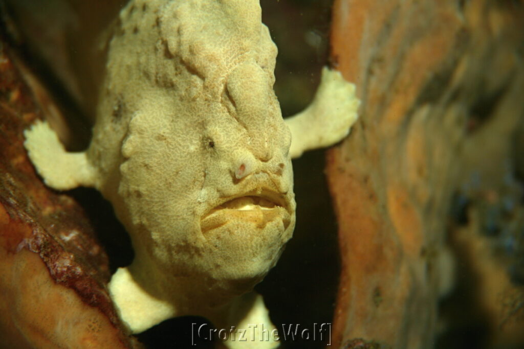 frogfish giant