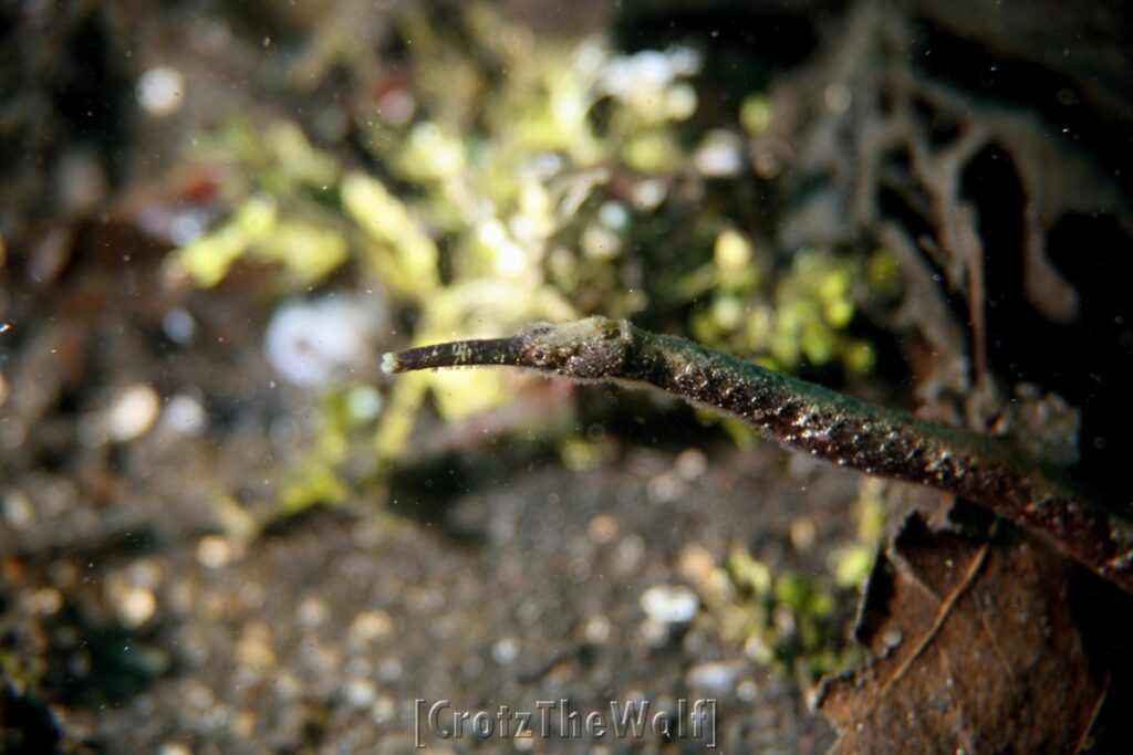 pipefish