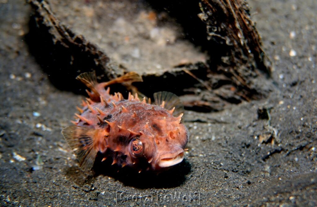 orbicular burrfish