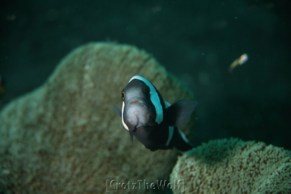 Anemonfish Barrier Reef