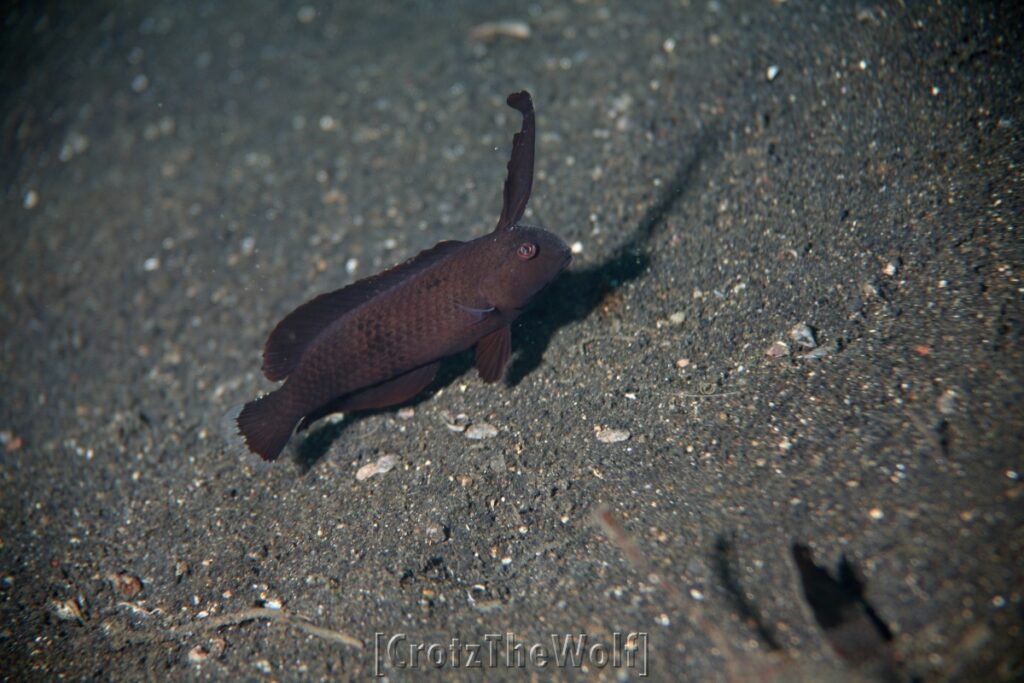 Razorfish Peacock