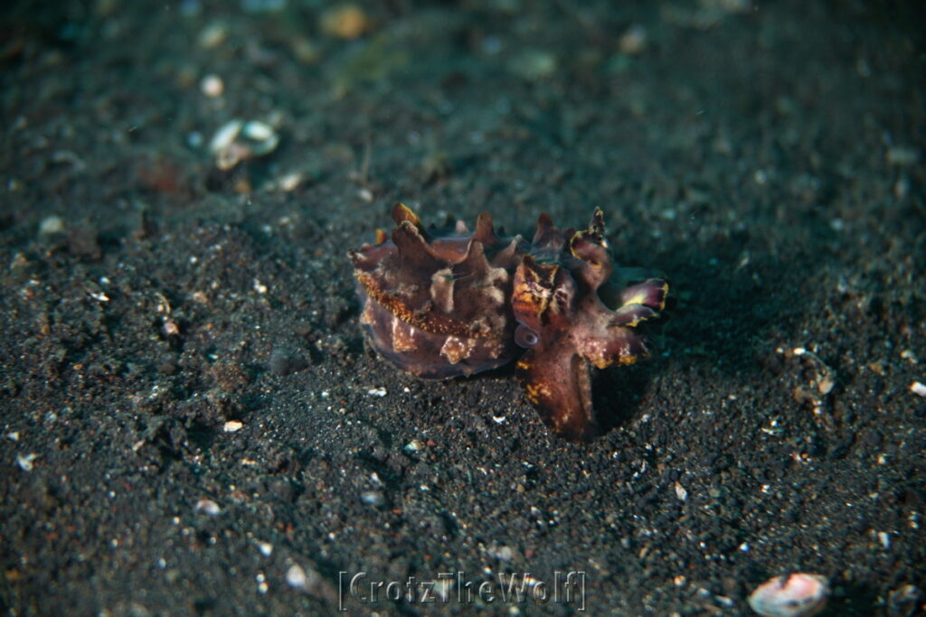 cuttlefish flamboyant