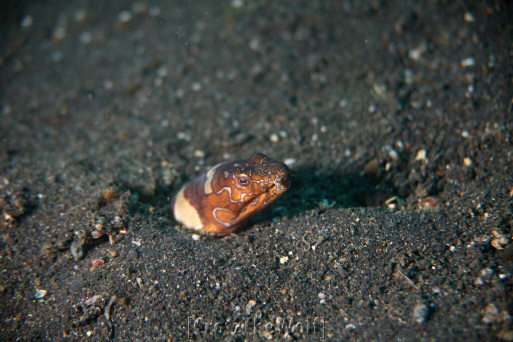 Eel Snake Clown