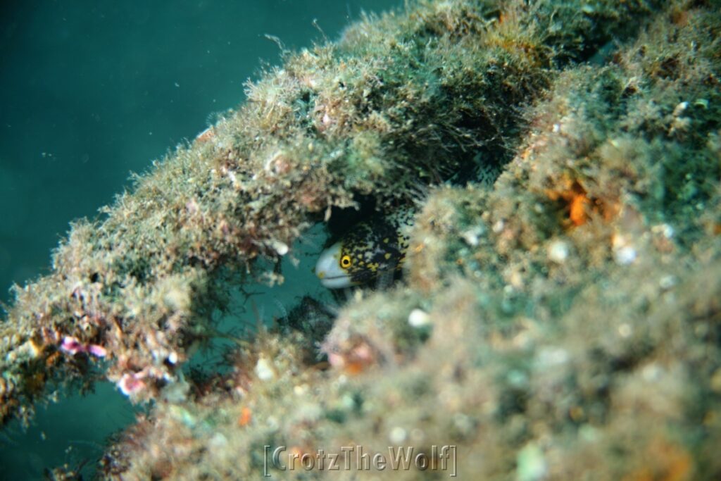 moray snowflake