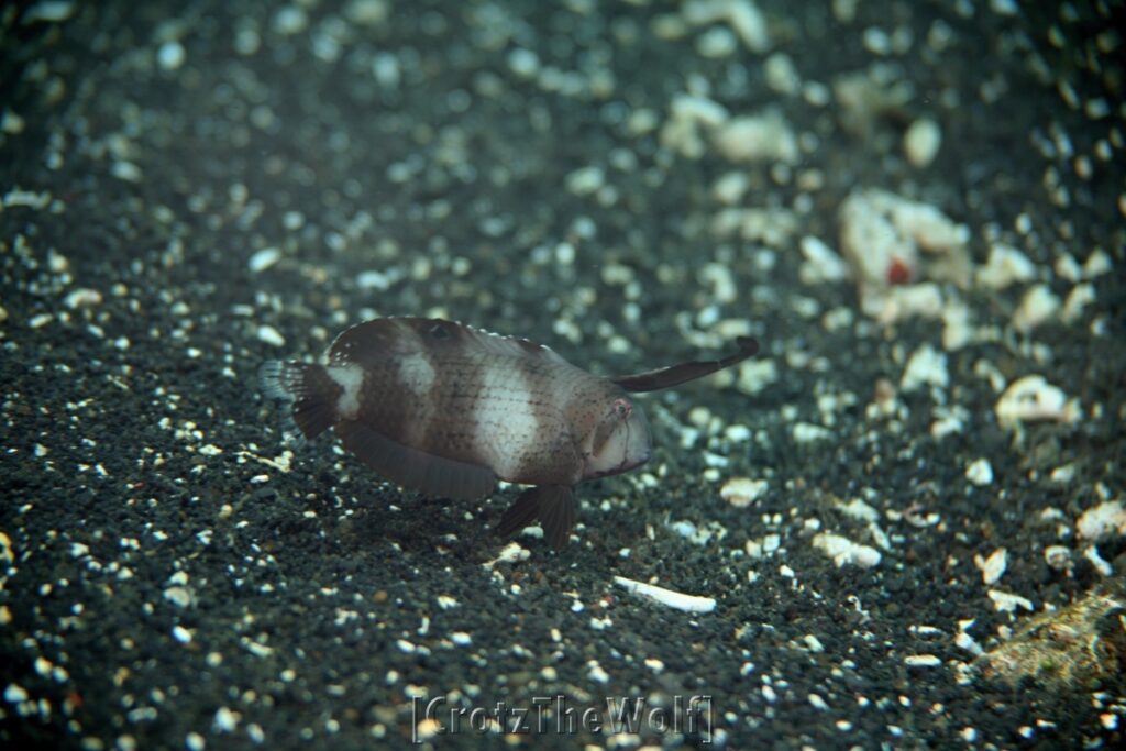 Wrasse Rockmover