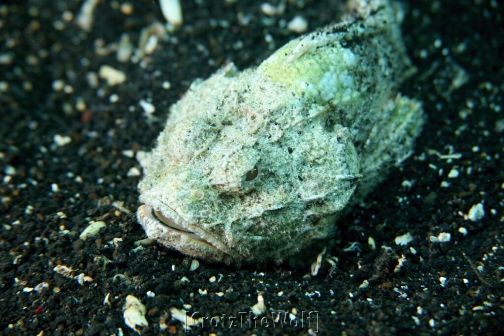 scorpionfish devil