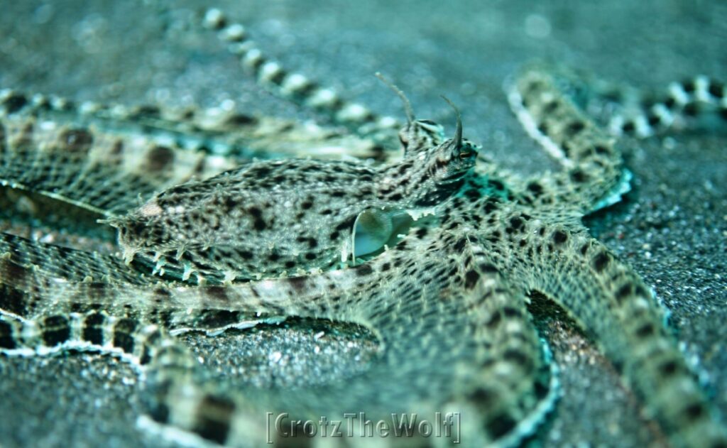 mimic octopus