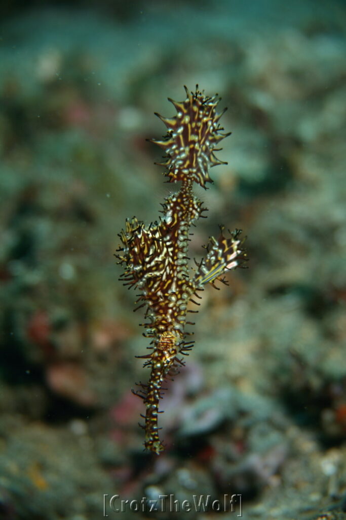 ornate ghost pipefish