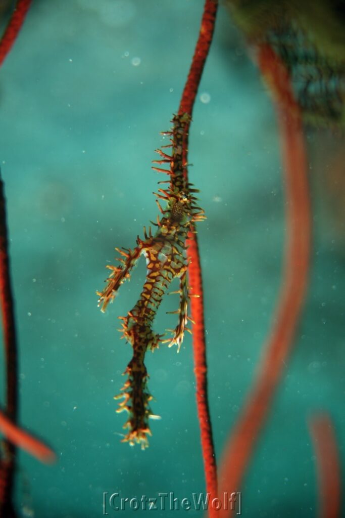 ornate ghost pipefish