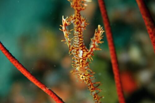 ornate ghost pipefish