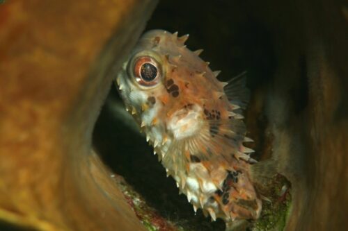 burrfish orbicular