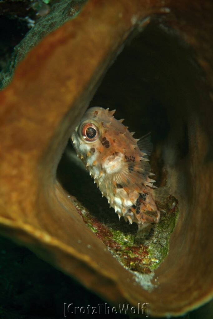 burrfish orbicular