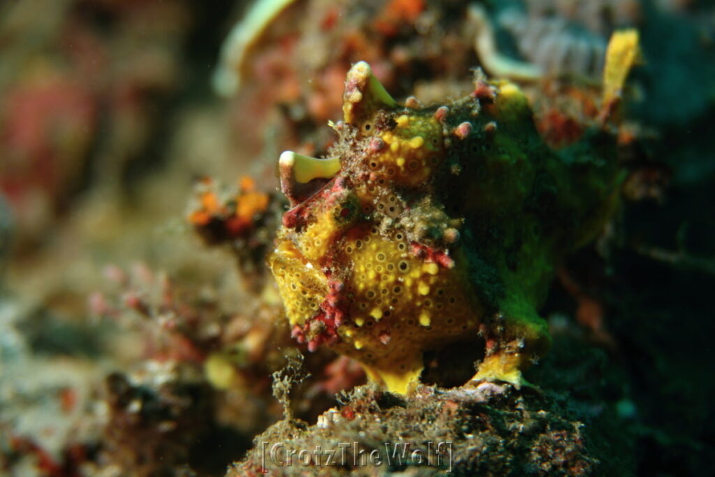 painted frogfish