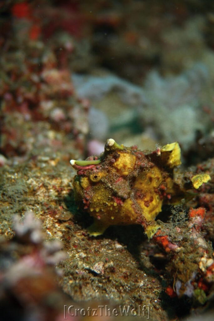 painted frogfish