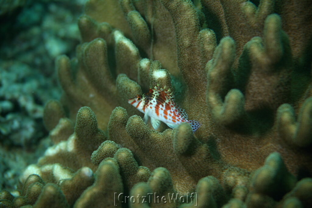 hawkfish