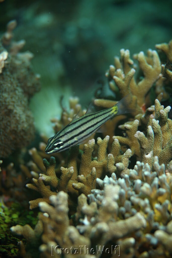 cardinalfish blackstripe