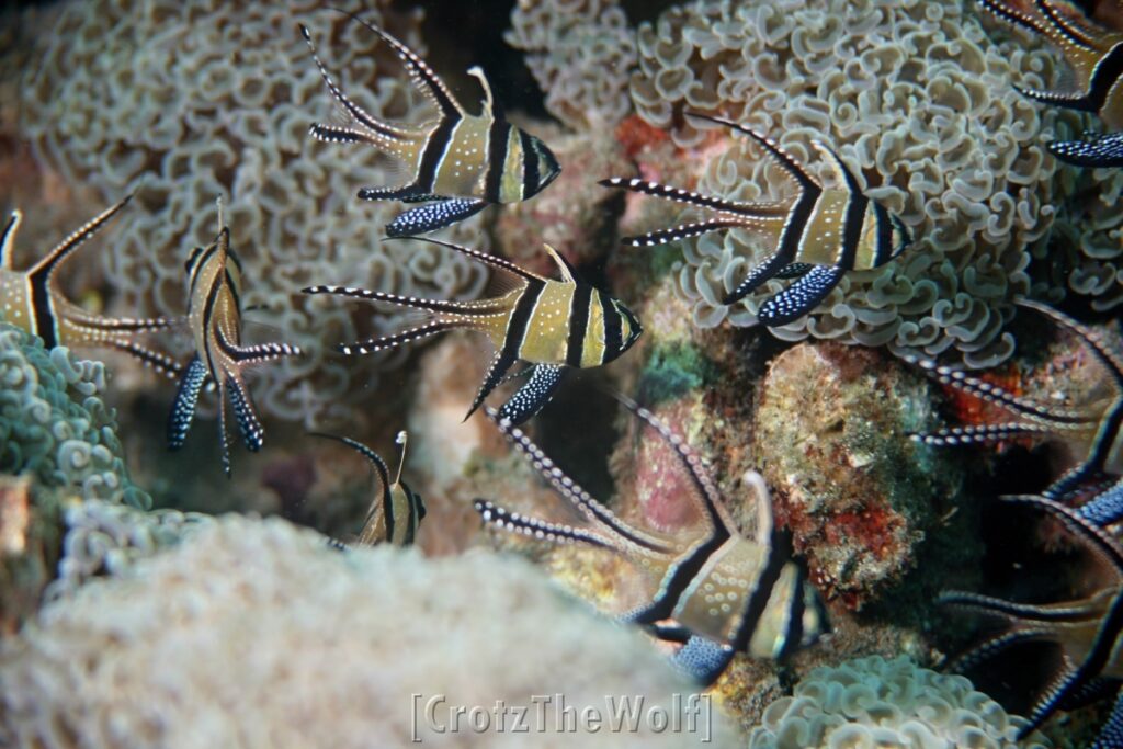 cardinalfish bangga