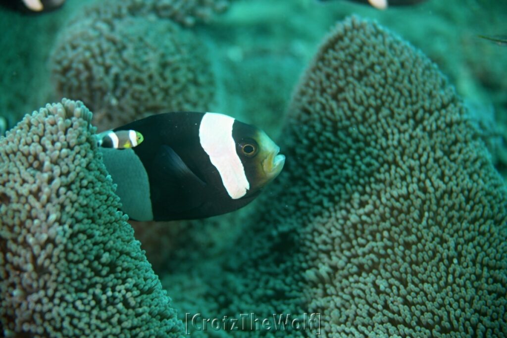 anemonfish barrier reef