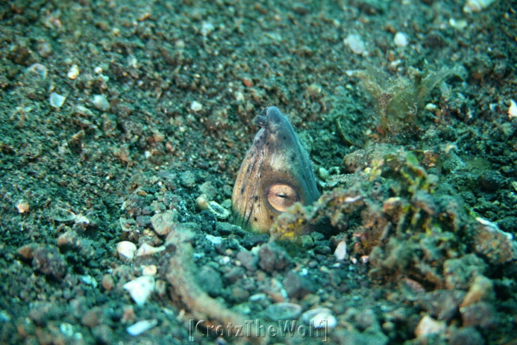 eel snake black-finned