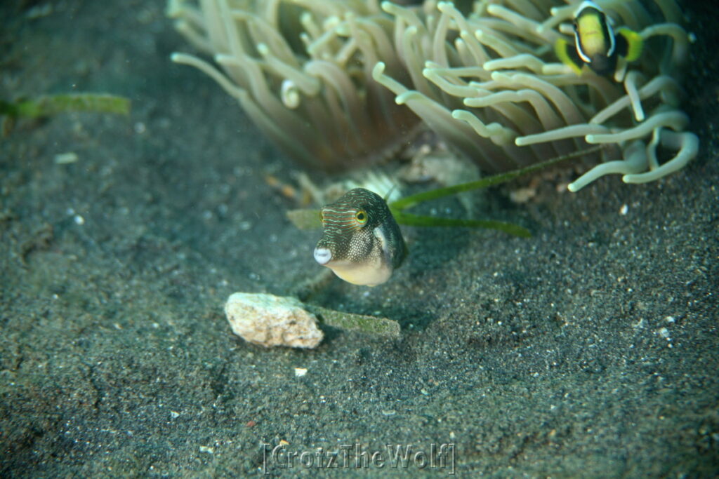 Filefish Mimic