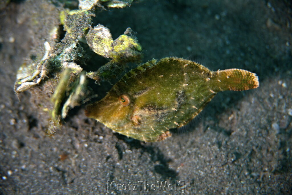 filefish diamond