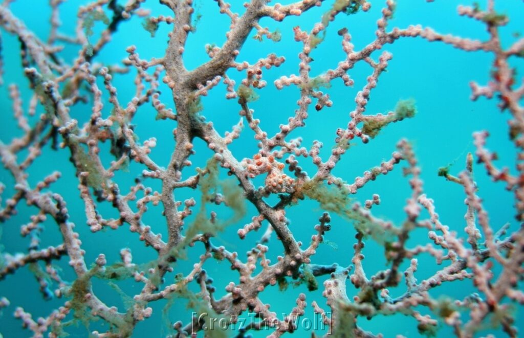 pigmy seahorse bargibantis