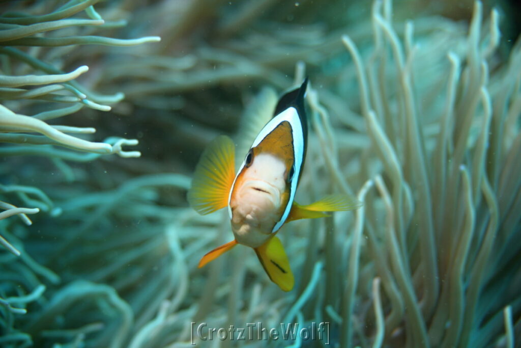 anemonfish threeband