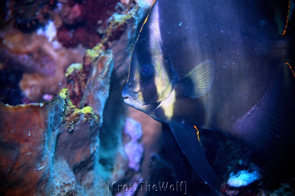 spadefish