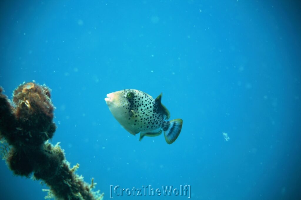 triggerfish yellowmargin