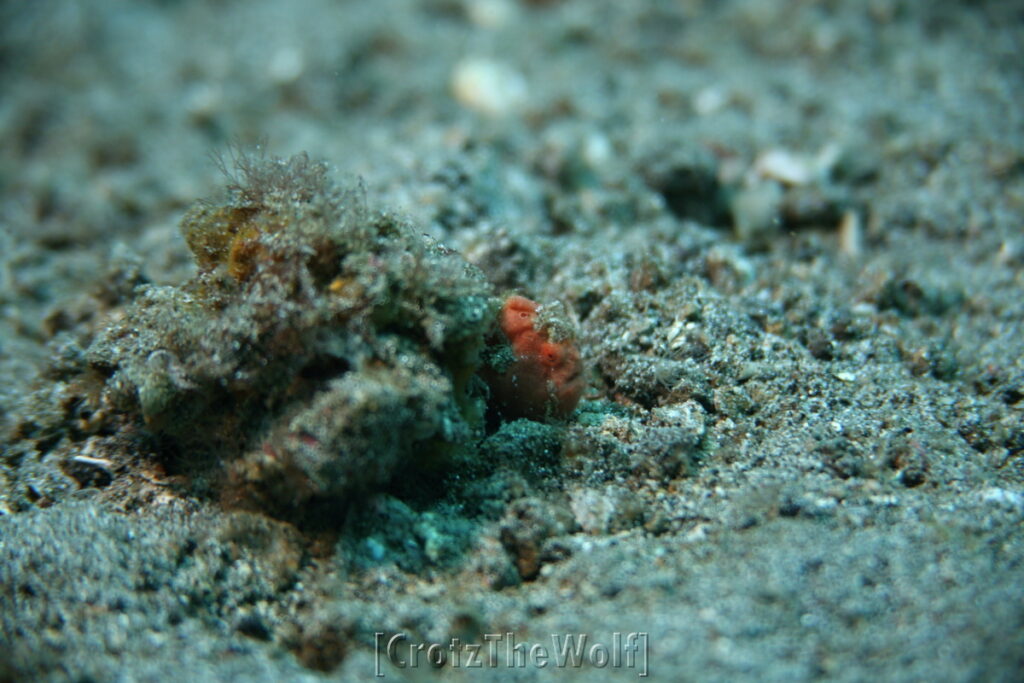 frogfish