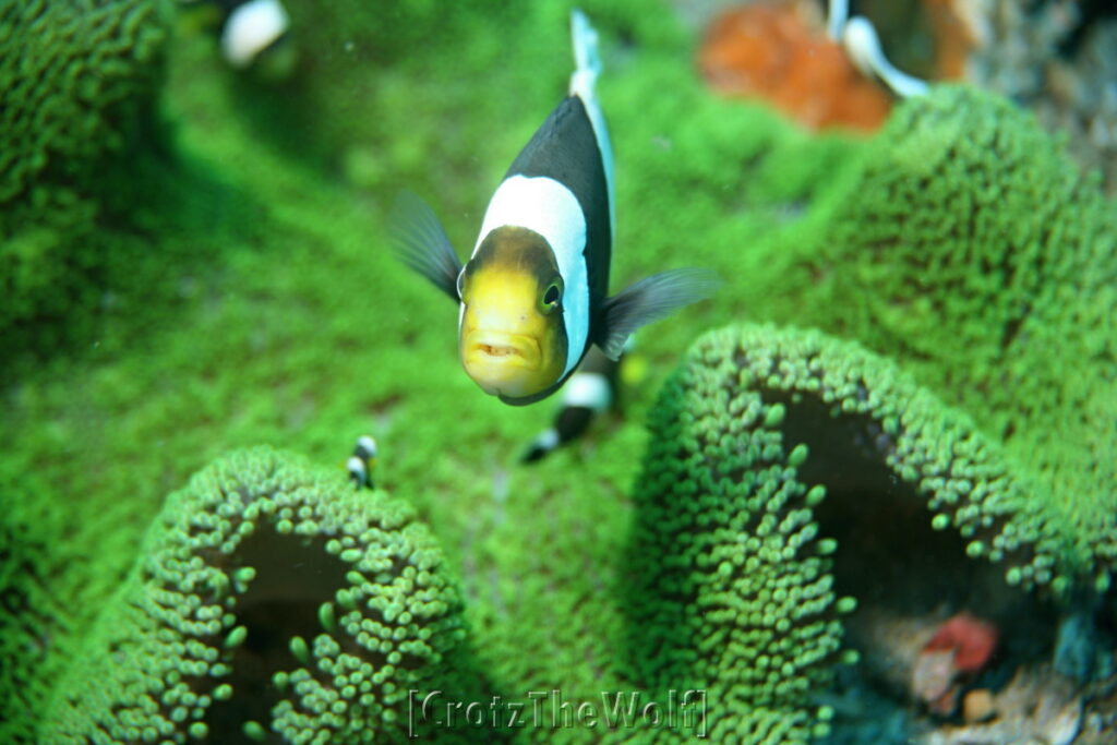 anemonfish saddleback