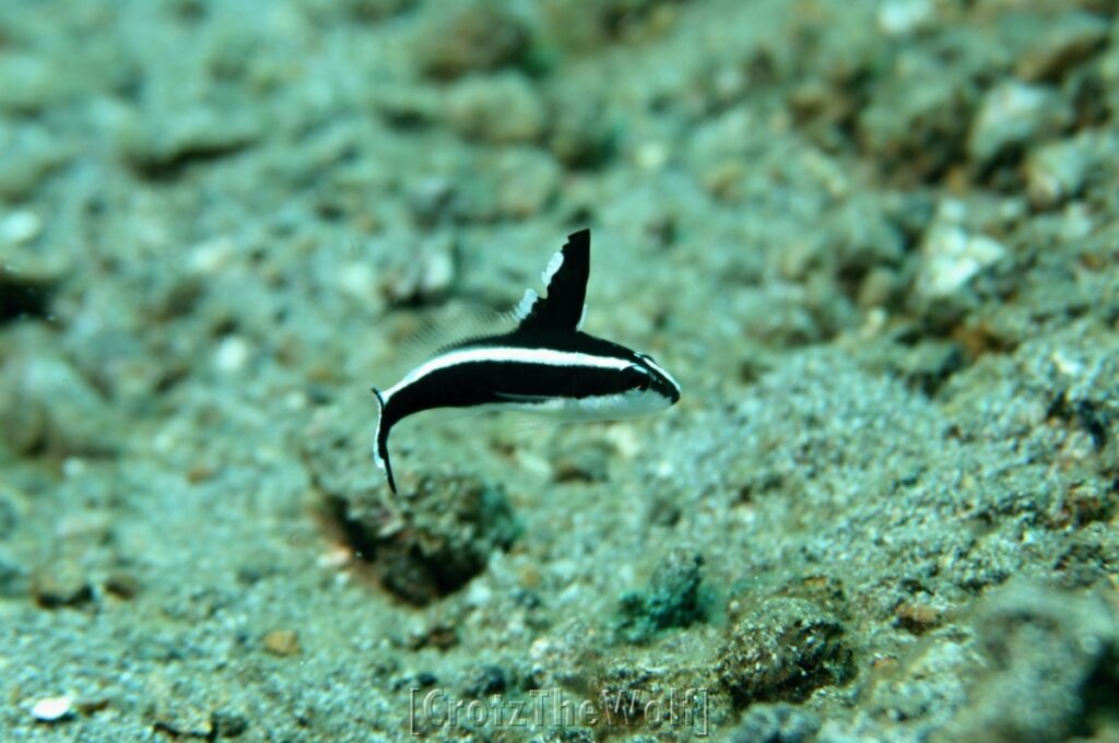 sweetlips silver juvenile