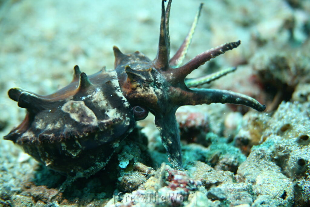 cuttlefish flamboyant