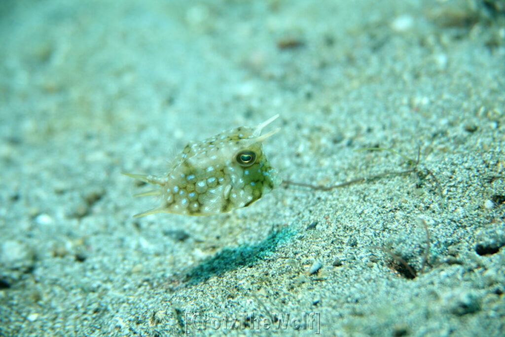 cowfish longhorn