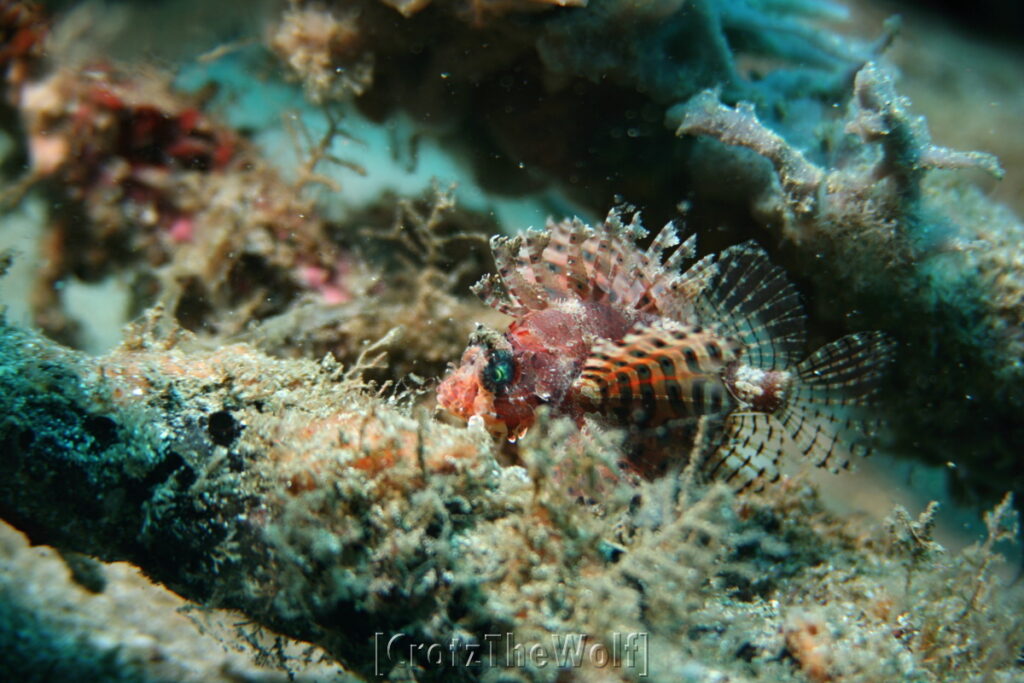 Lionfish Shortfin