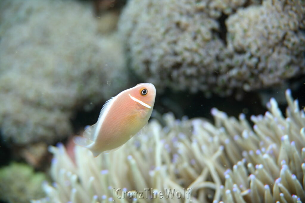 Anemonfish Pink