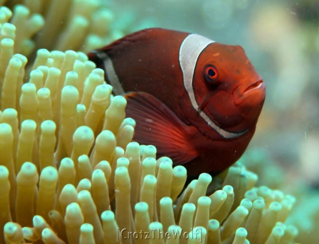 Anemonfish Spinecheek