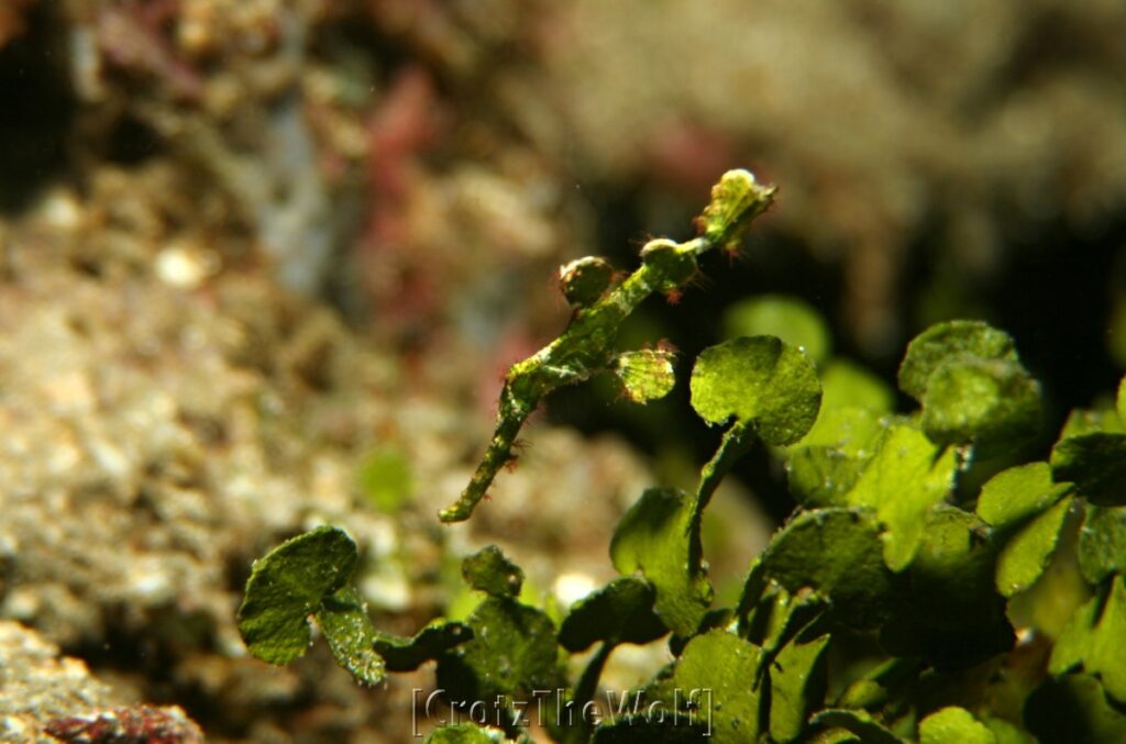 halimeda ghost pipefish