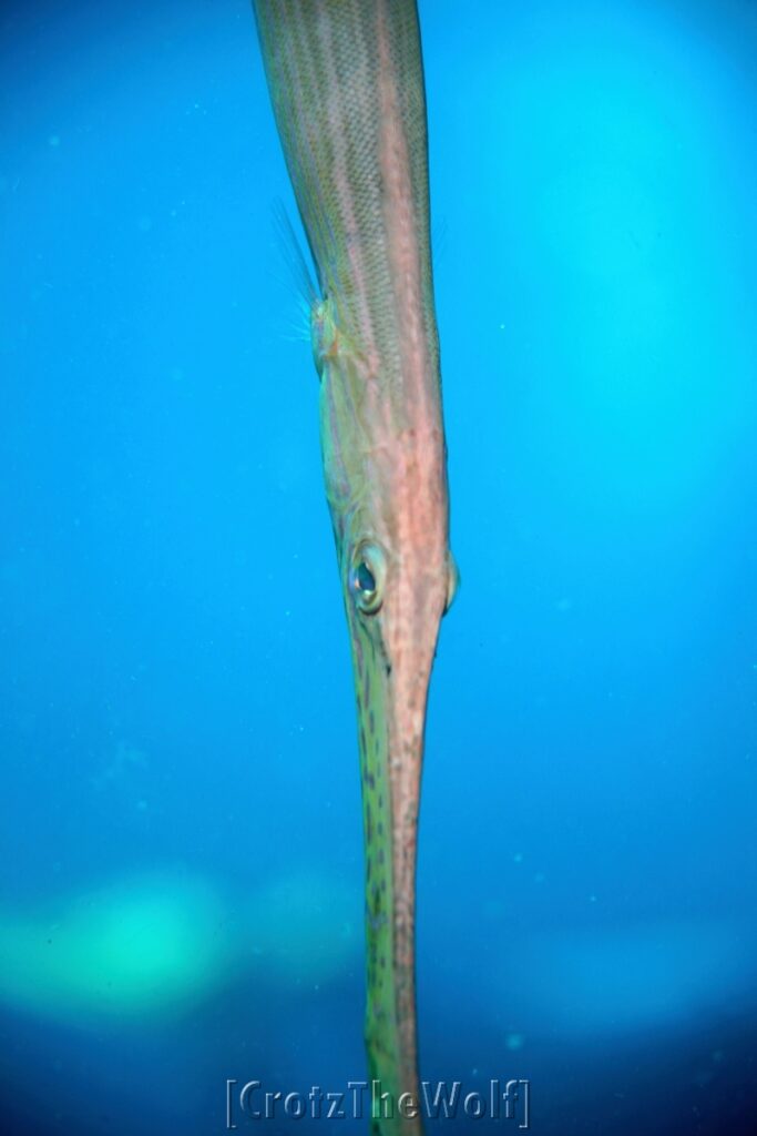 cornetfish